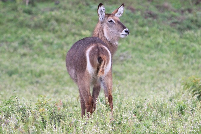 Tanzania - Arusha NP - Private Guided 4x4 Safari - Game Drive & Walking - Picnic lunch, a full day rhythm, and how not to waste time