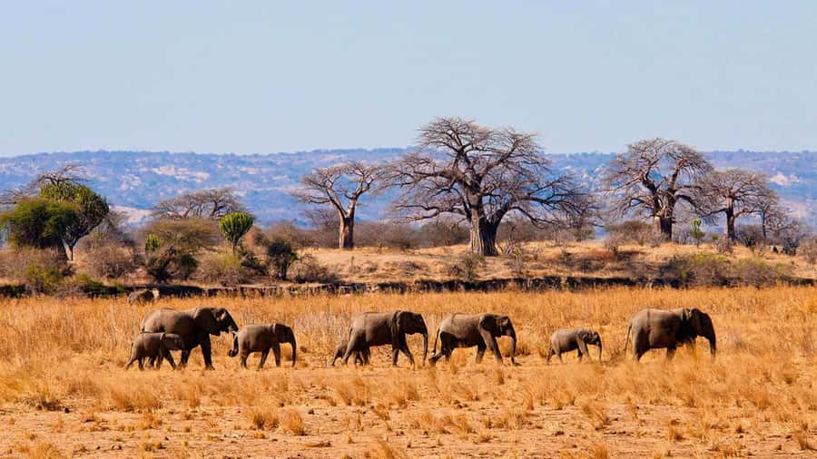 Tanzania: Big 5 Tour - Big 5 in 48 Hours, and how the timing works