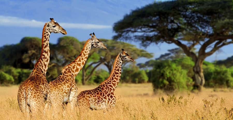 Tanzania: Big 5 Tour - Ngorongoro sunrise game drive: the day you try for all Big Five