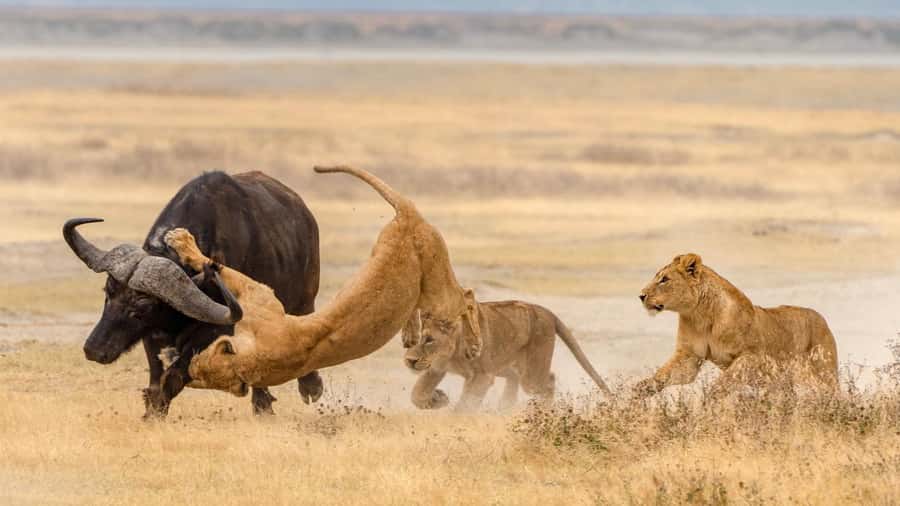 Tanzania: Big 5 Tour - Your safari jeeps and what open-top viewing changes