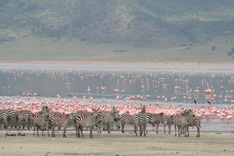 Tanzania: Big 5 Tour - Guides, languages, and the difference “well-managed” makes