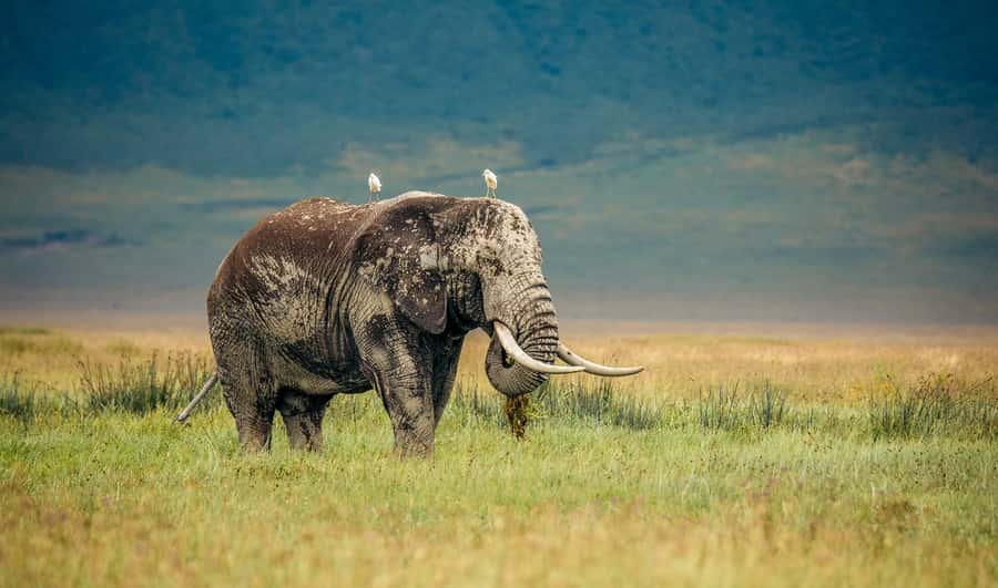Tanzania: Big 5 Tour - Practical tips before you go (so the safari stays smooth)