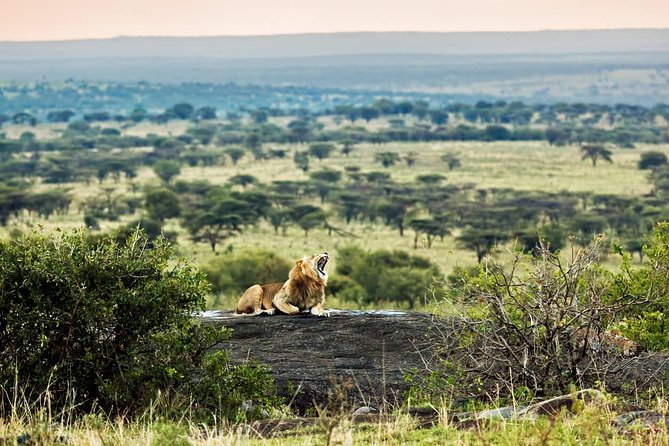 Tanzania Classic - 7 Days - Guides, Comfort, And What To Do To Spot More Wildlife
