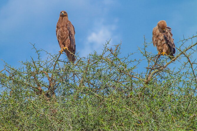 Tanzania Classic Safari 3 Days / 2 Nights - A 3-Day Classic Safari That Packs Tarangire, Ngorongoro, and Lake Manyara