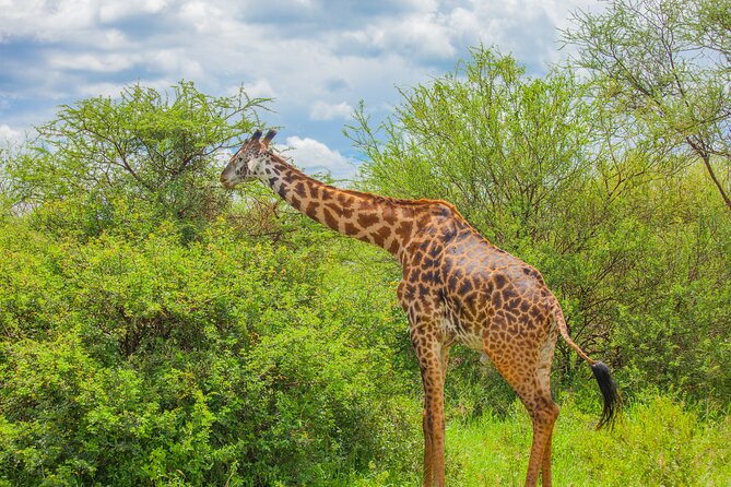 Tanzania Classic Safari 3 Days / 2 Nights - Where You Sleep: Highview Hotel and Springlands Hotel on Safari