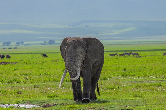 Tanzania Classic Safari 3 Days / 2 Nights - Day 3 at Lake Manyara: Baobab Shade, Monkeys, Hippos, and Buffalos