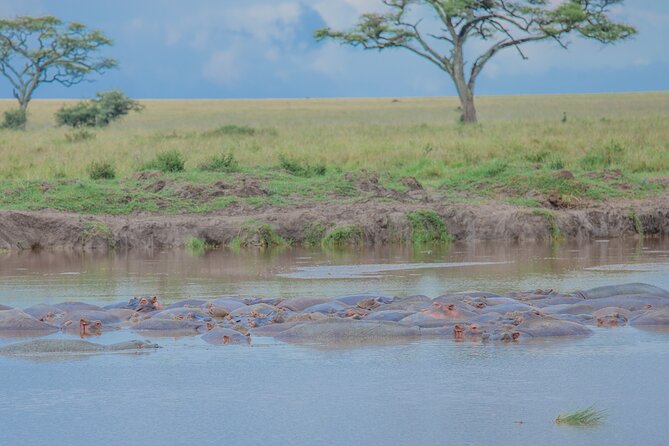 Tanzania Classic Safari 3 Days / 2 Nights - Customization and Local Tips, Without the Chaos