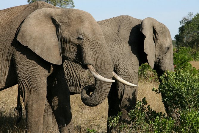 Tanzania Classic Safari 3 Days / 2 Nights - Getting the Most Out of Your Game Drives (Practical Tips That Actually Help)