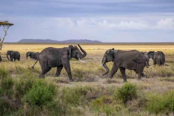 Tanzania Classic Safari - 7 Days - Sunrise safaris in Serengeti: why you go early