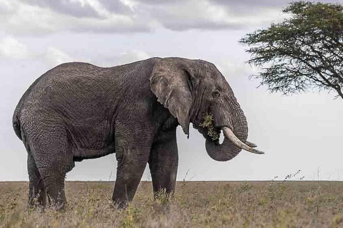Tanzania Classic Safari - 7 Days - Ngorongoro Crater: Big Five chances from the crater floor