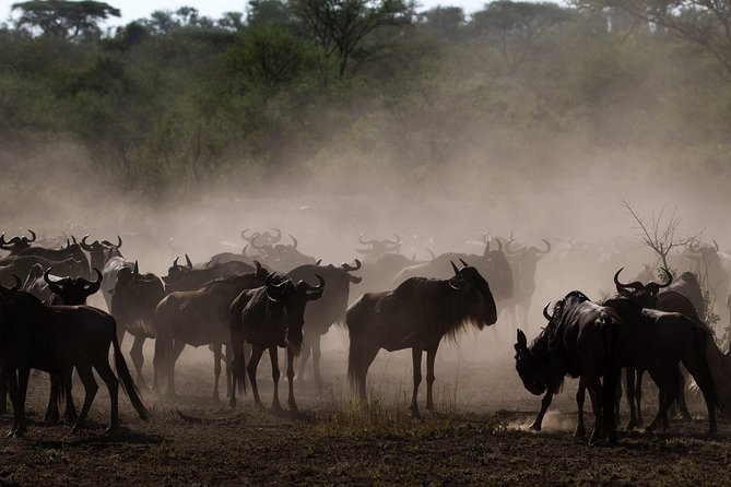 Tanzania Classic Safari - 7 Days - Price and value: what $8,900 covers, and what it does not