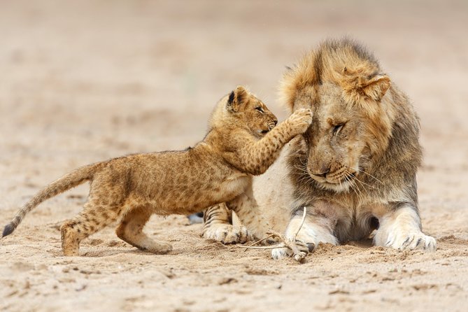 Tanzania Classic Safari - 7 Days - Serengeti days built around Great Migration odds