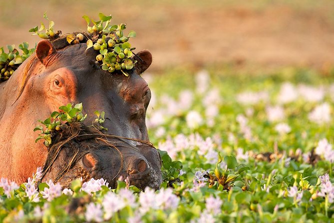Tanzania Enticing Explorations - 6 Days - Ngorongoro Crater on Day 5: descending at 6am