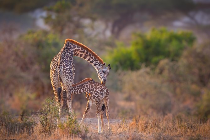 Tanzania Enticing Explorations - 6 Days - Lake Manyara Day 2: plains, acacia, and a shallow alkaline lake