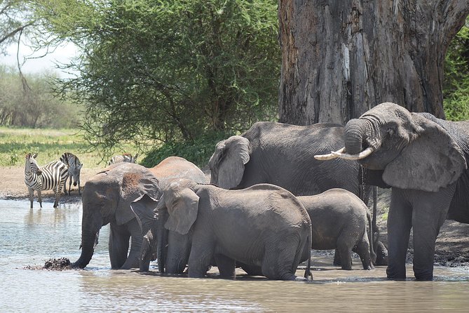 Tanzania Experience Safari and Tours - The “northern circuit” in 5 days, without feeling rushed