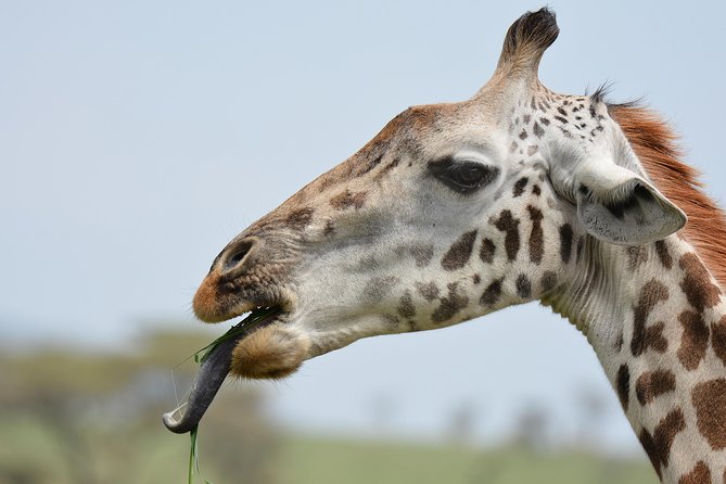 Tanzania Experience Safari and Tours - Olduvai Gorge on the way to Serengeti: a smart context stop