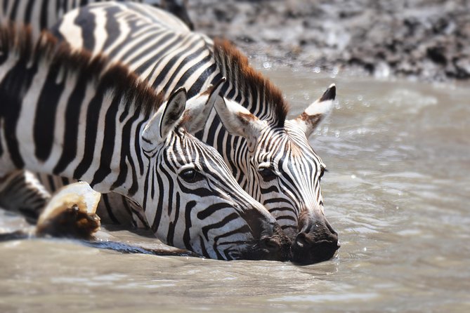 Tanzania Experience Safari and Tours - Serengeti full-day game drive: where big cats earn their keep