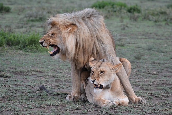 Tanzania Experience Safari and Tours - Safari vehicle, timing, and comfort: what you actually feel in the seat
