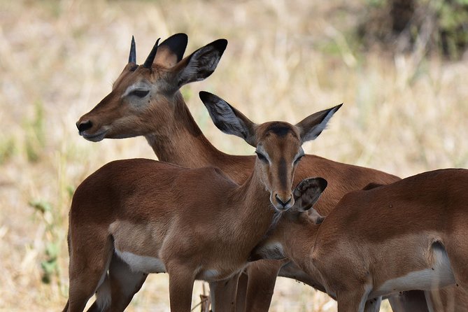 Tanzania Experience Safari and Tours - What’s included versus what you should budget for