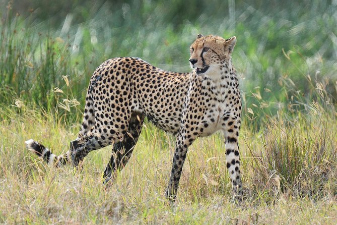 Tanzania Experience Safari and Tours - Entering Tarangire National Park: elephants, baobabs, and predators