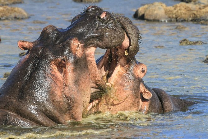Tanzania Safari 10 Days- Serengeti, Lake Manyara, Ngorongoro Crater. - Serengeti to Ngorongoro Conservation Area: The logistics of getting ready