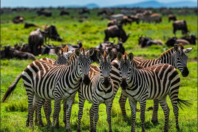 Tanzania Safari and Kilimanjaro Climb Multi-Day Experience - Why this Tanzania safari + Kilimanjaro combo works