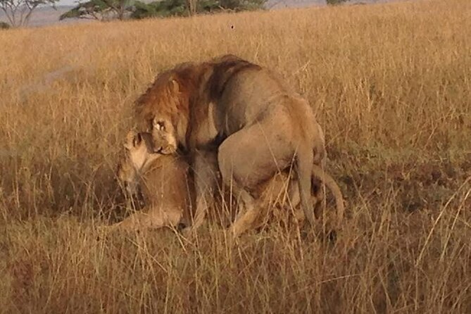 Tanzania Safari and Kilimanjaro Climb Multi-Day Experience - Tarangire for elephants, baobabs, and a slower pace