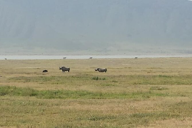 Tanzania Safari and Kilimanjaro Climb Multi-Day Experience - Summit challenge realities, and how guides affect your outcome