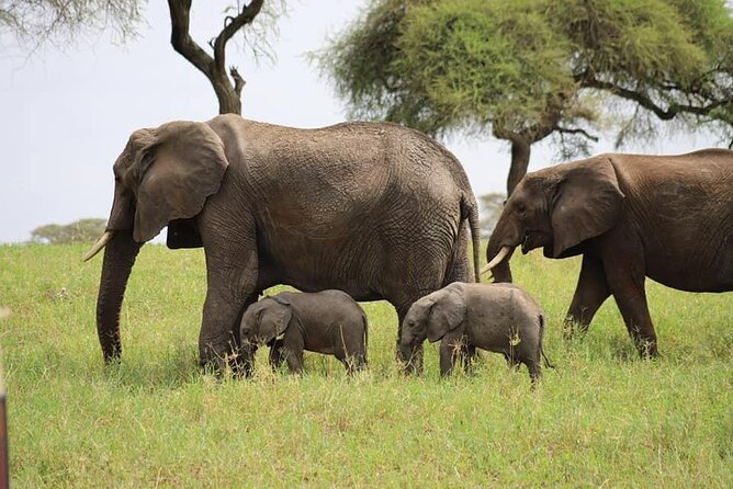 Tanzania Safari and Kilimanjaro Climb Multi-Day Experience - Price and value: what $5,700 per person is really buying