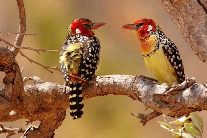 Tanzania Safari Join Group - First impressions: what makes this safari different from the big-bus style