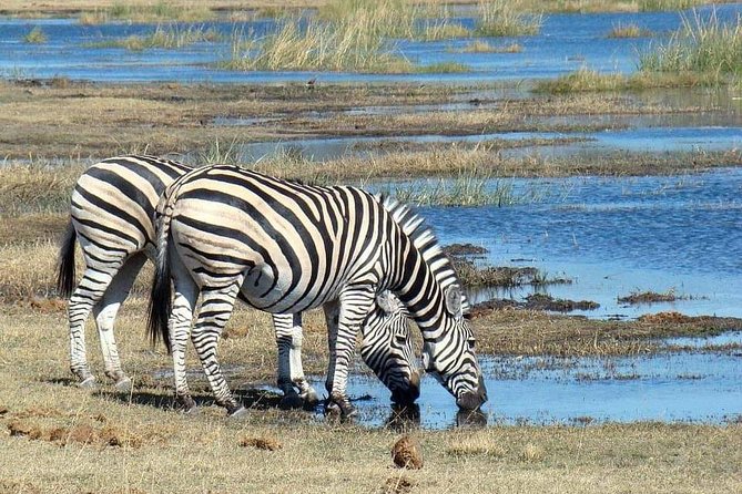 Tanzania Safari Join Group - Tarangire day: elephants, baobabs, and the Tarangire River