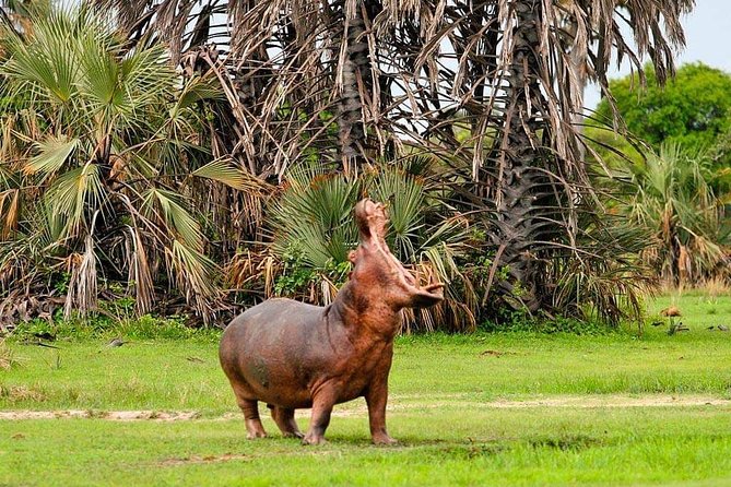Tanzania Safari Join Group - Serengeti days: multiple blocks of game viewing in the same World Heritage Park