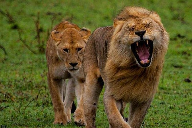 Tanzania Safari - The Great Migration in the North of the Serengeti and Lake Natron - Great Migration Timing, Why It Changes Everything