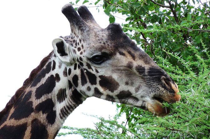 Tanzania Safari - The Great Migration in the North of the Serengeti and Lake Natron - Days 3 to 4 Serengeti National Park and the Mara Region Push