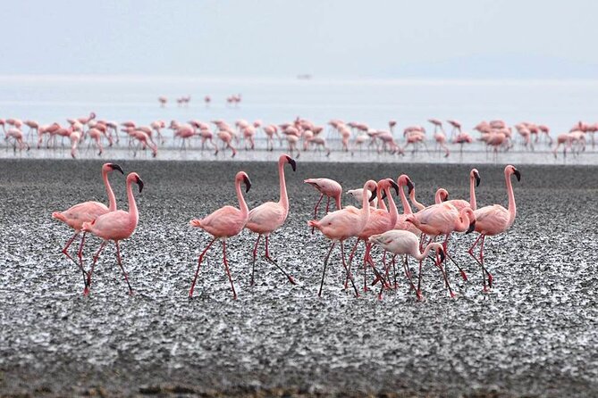 Tanzania Safari - The Great Migration in the North of the Serengeti and Lake Natron - Day 8 Back to Arusha: Wrap-Up With Lunch and Flight Transfer