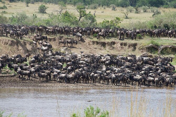 Tanzania Safari - The Great Migration in the North of the Serengeti and Lake Natron - Day 2 Ngorongoro Crater: A Volcanic Bowl With Big-Animal Density