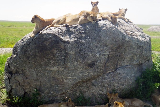 Tanzania safari with guide in Italian, the great Migration of the Serengeti - Key things to know before you go