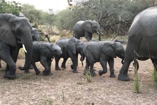 Tanzania safari with guide in Italian, the great Migration of the Serengeti - Logistics that affect comfort: group size, vehicle time, and food