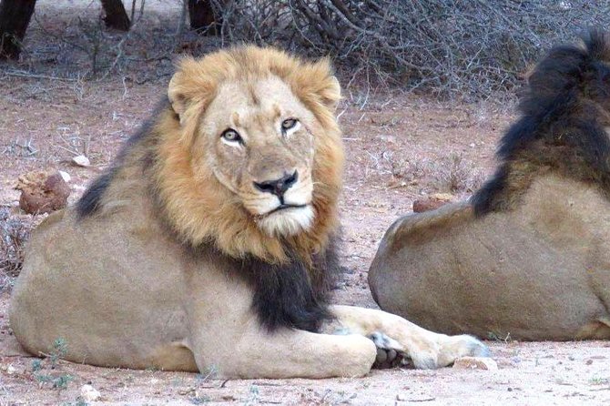 Tanzania safari with guide in Italian, the great Migration of the Serengeti - Should you book? My take