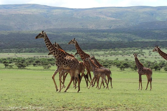 Tanzania safari with guide in Italian, the great Migration of the Serengeti - Day-by-day itinerary: what each stop is really like