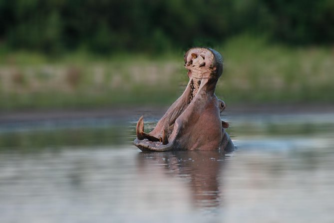 Tanzania Simba Safari - 5 Days - Day 3: Morning and Afternoon Serengeti Drives With Picnic Lunch