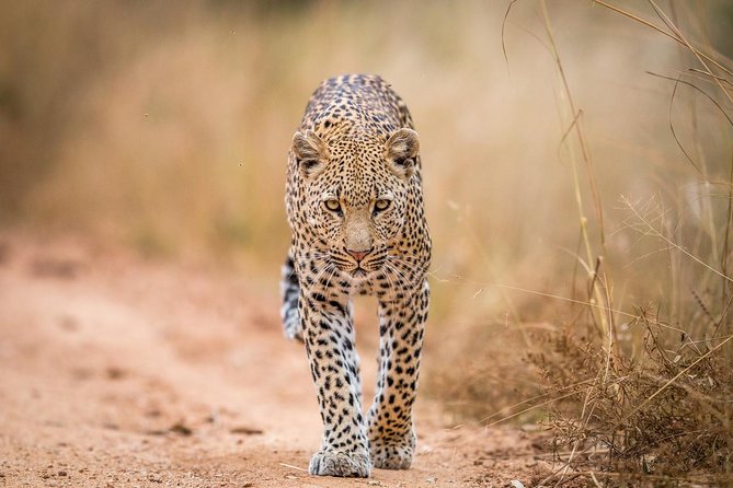 Tanzania Simba Safari - 5 Days - The Private 4x4 Setup, Guide Style, and What It Means for You