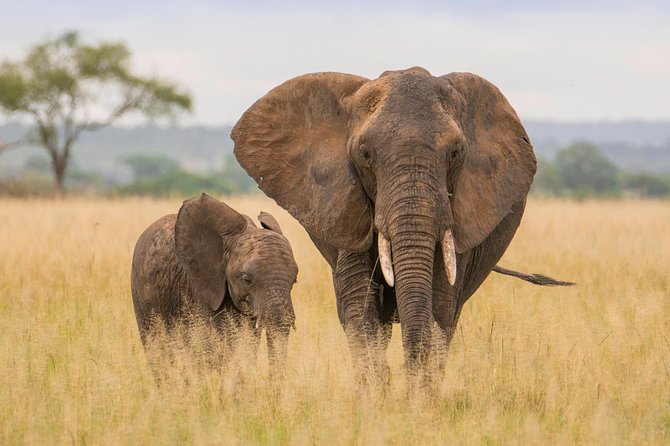 Tanzania Simba Safari - 5 Days - Day 2: The 335km Road to Serengeti and Your First Afternoon Game Drive