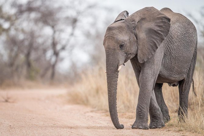 Tanzania Through The Rift Valley - 5 Days - Arusha arrival day: airport-to-hotel with a driver guide
