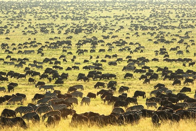 Tanzania wildlife & Cultural Safari- 11days - How the 6:00 am start changes your safari experience
