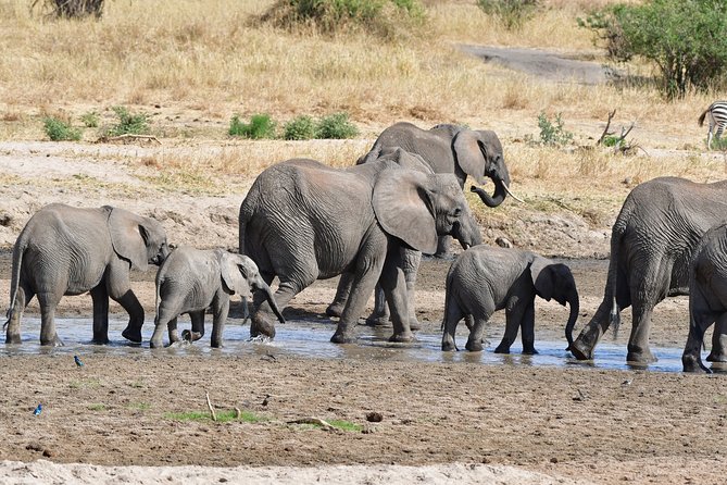 Tanzania Wildlife Cultural Safari from Arusha. - Northern Circuit, Done in a Way That Makes Sense