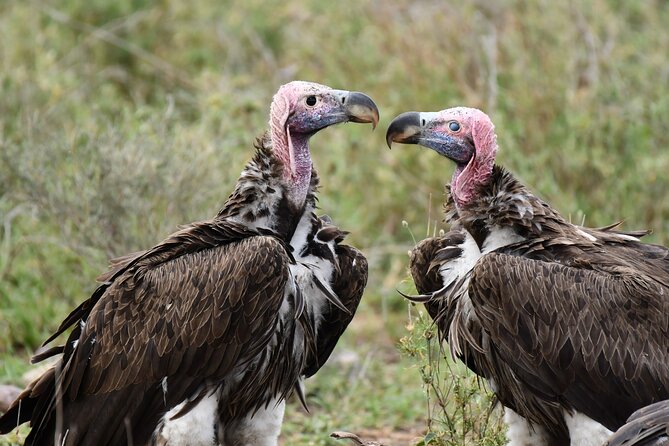 Tanzania Wildlife Cultural Safari from Arusha. - Lodging Rhythm: Springlands, Coffee Lodge Style, and Serengeti Nights