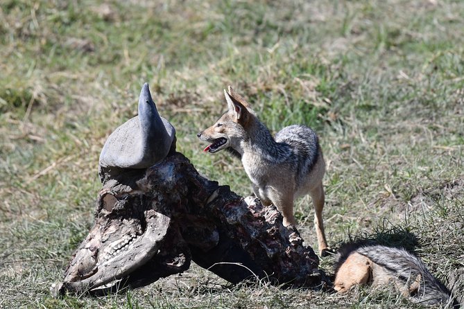 Tanzania Wildlife Cultural Safari from Arusha. - Cultural Stops That Add Real Meaning