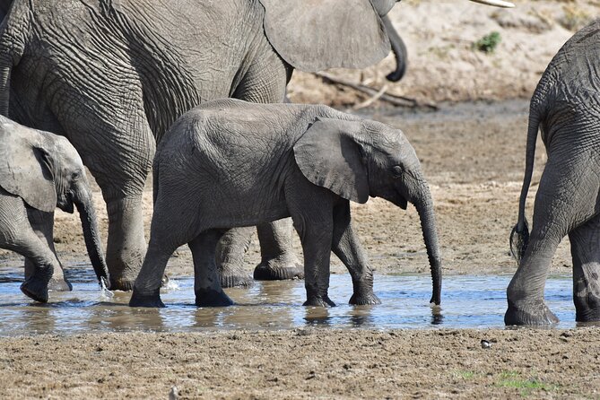Tanzania Wildlife Cultural Safari from Arusha. - Price and Value: What $4,999 Buys You Here