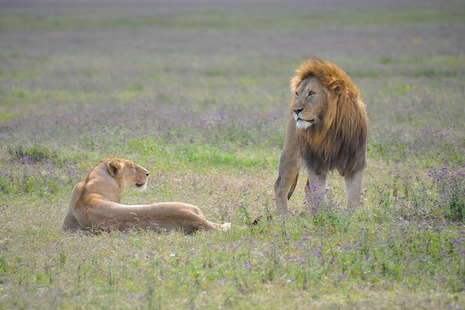 Tanzania Wildlife Encounters - 6 Days - The Rift Valley drive to Serengeti: road time that pays off